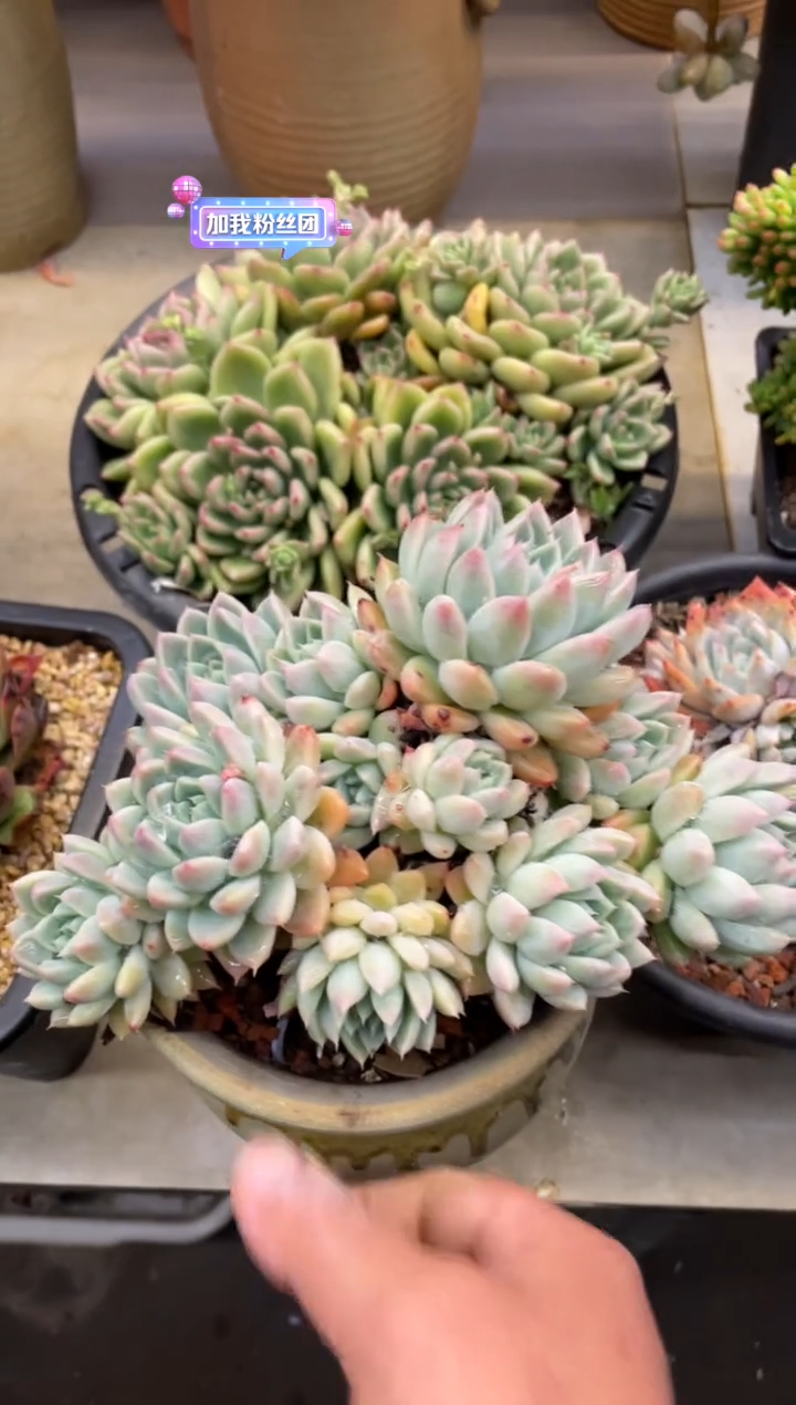 【闪购商品】93如梦令