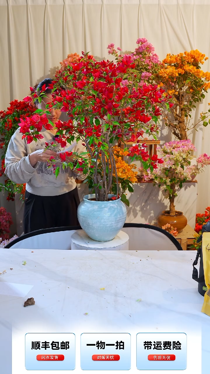 大部分开放少量花苞心*梦紫红桑巴