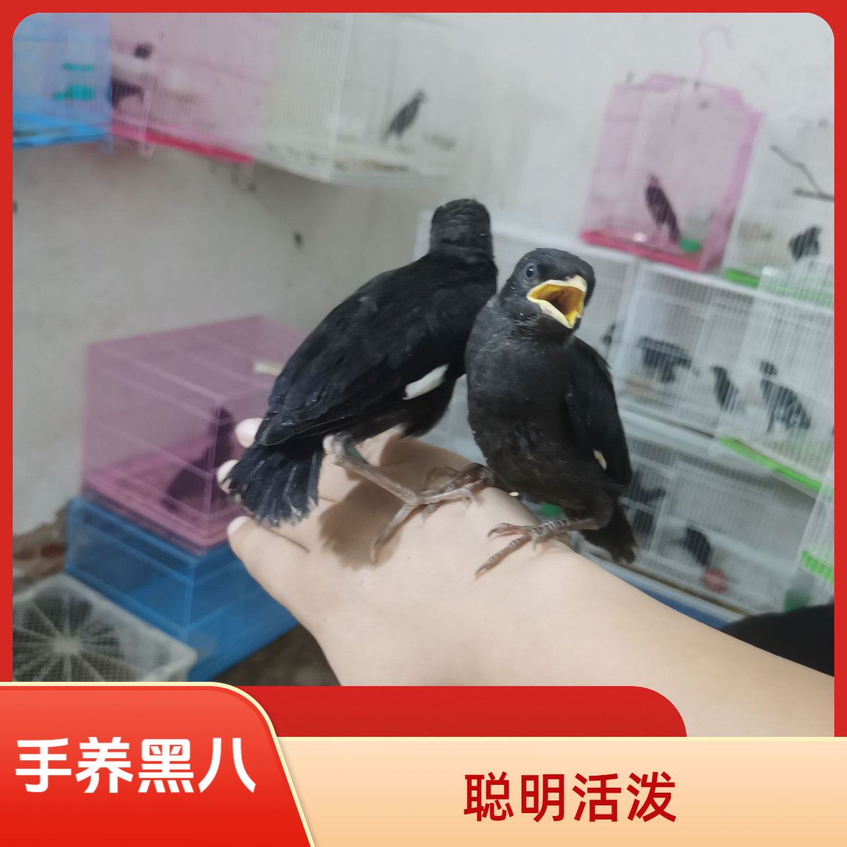 鹦鹉聪明伶俐的小黑可教语言下单看清详情购买规则