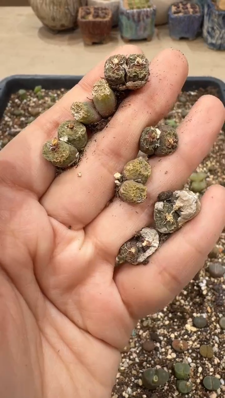 多肉植物肉锥3-20