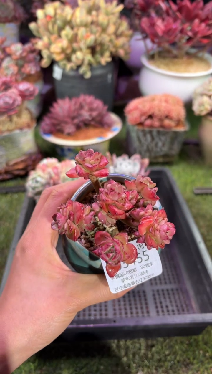 【闪购商品】03455脱土带盆