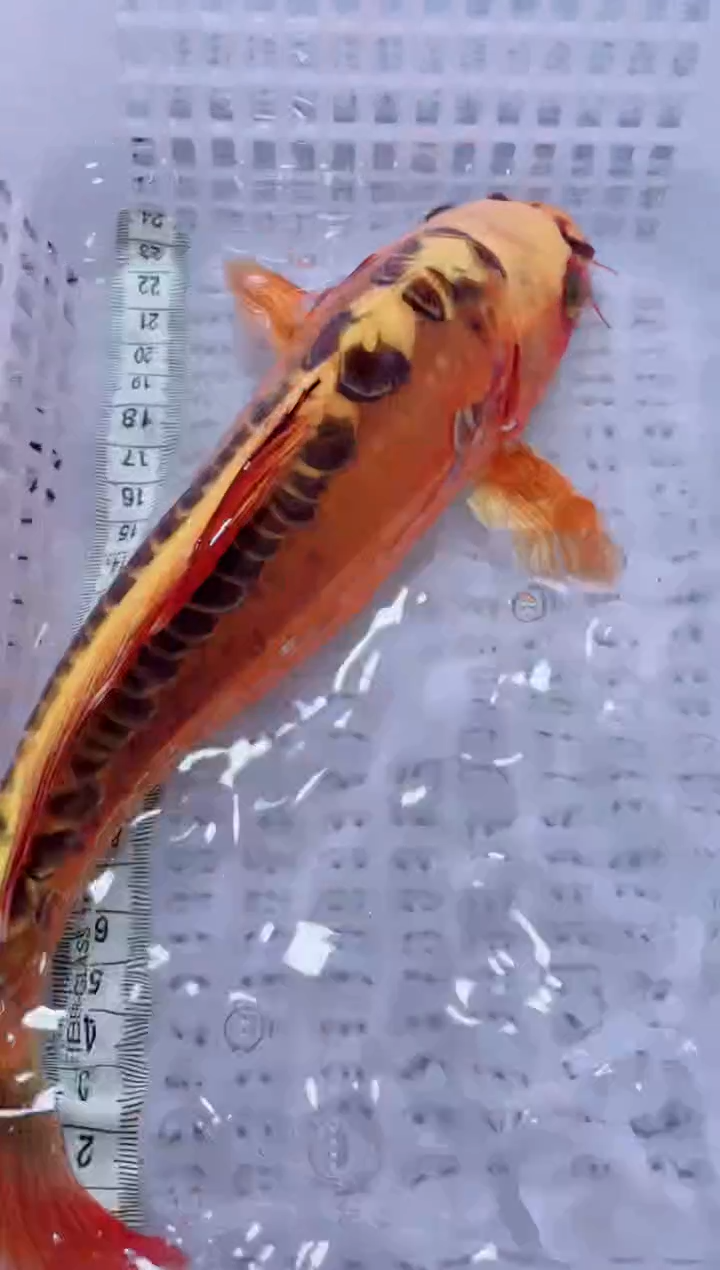 锦鲤血统锦鲤全场包邮21