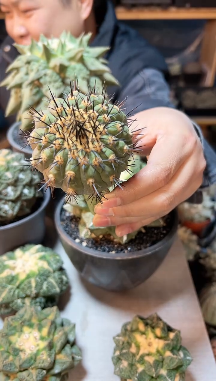 【闪购商品】晚15号黑王6.5公分无根