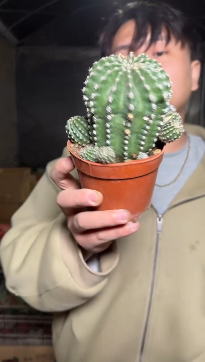 大号【粉花】黑金刚【带根】