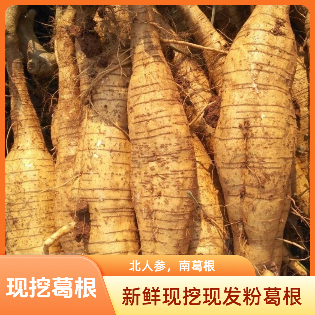 贵州高山新鲜葛根现挖现发无渣粉葛煲汤清香甜粉糯