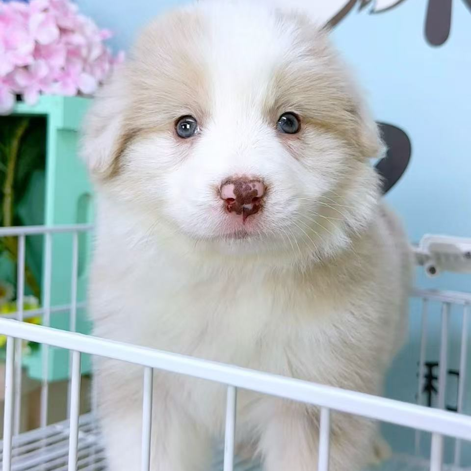 奶思家-陨石边牧母可爱妹妹01313010边境牧羊犬
