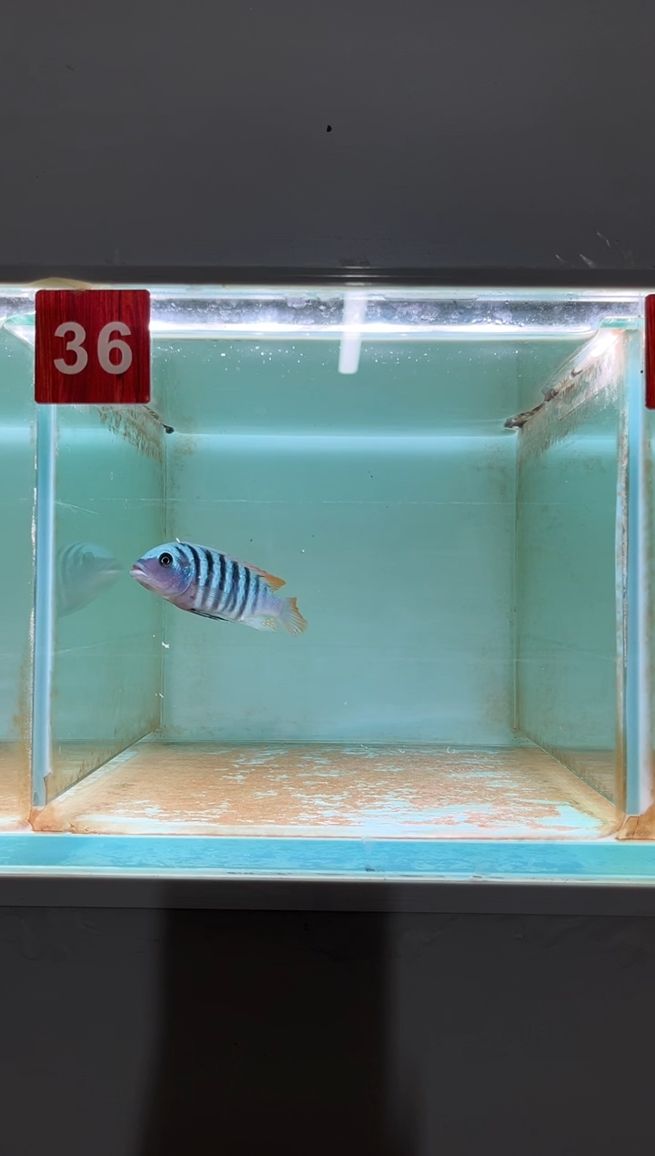 慈鲷鱼野生三湖慈鲷