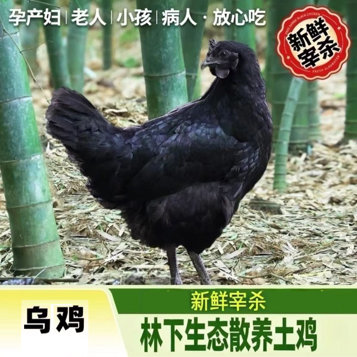 【乌鸡专属】乌母鸡 滋补跑山鸡 