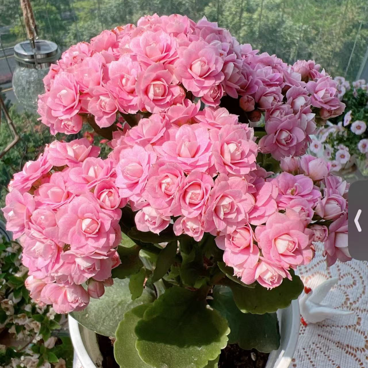 朱丽叶~重瓣带花苞室内客厅阳台完美懒人花卉