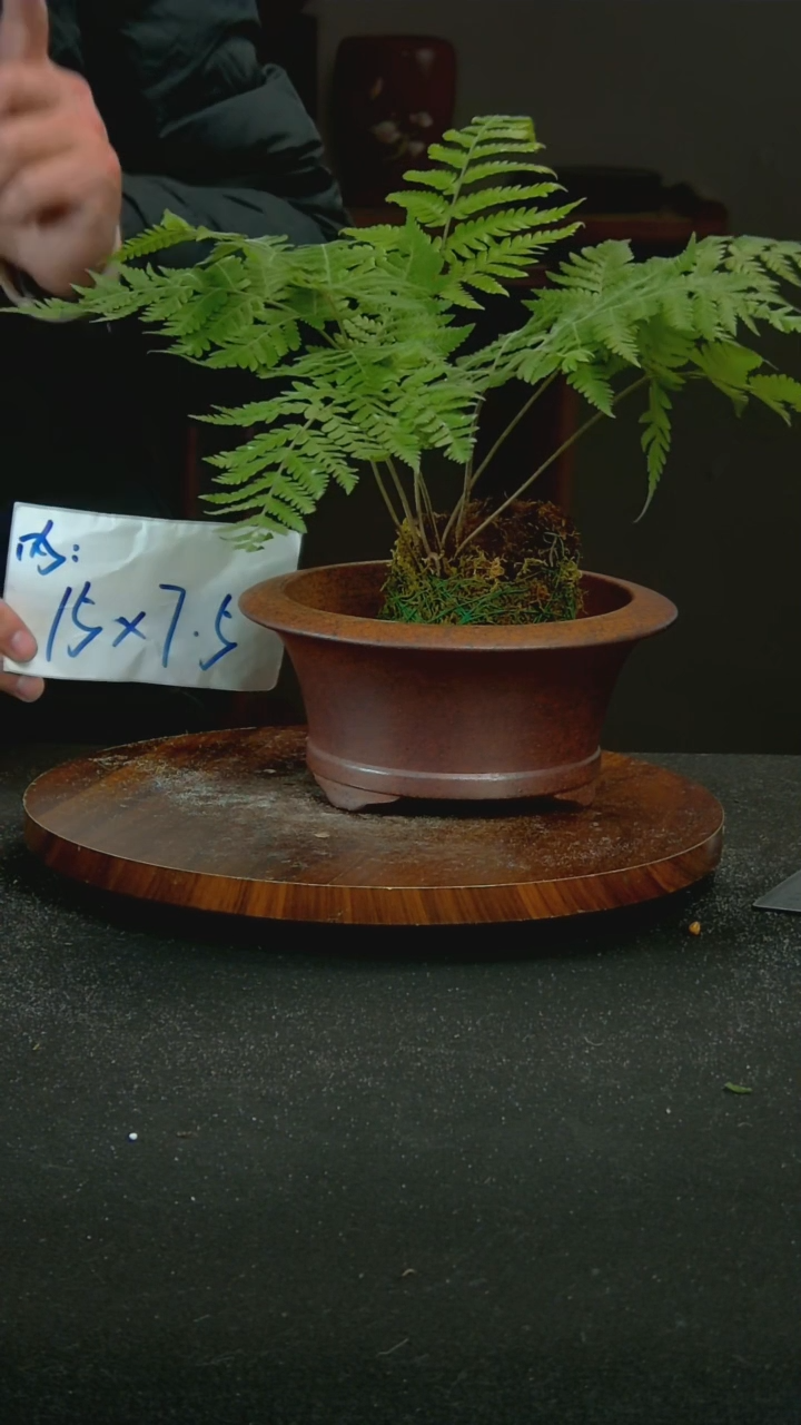 【闪购商品】紫砂J77