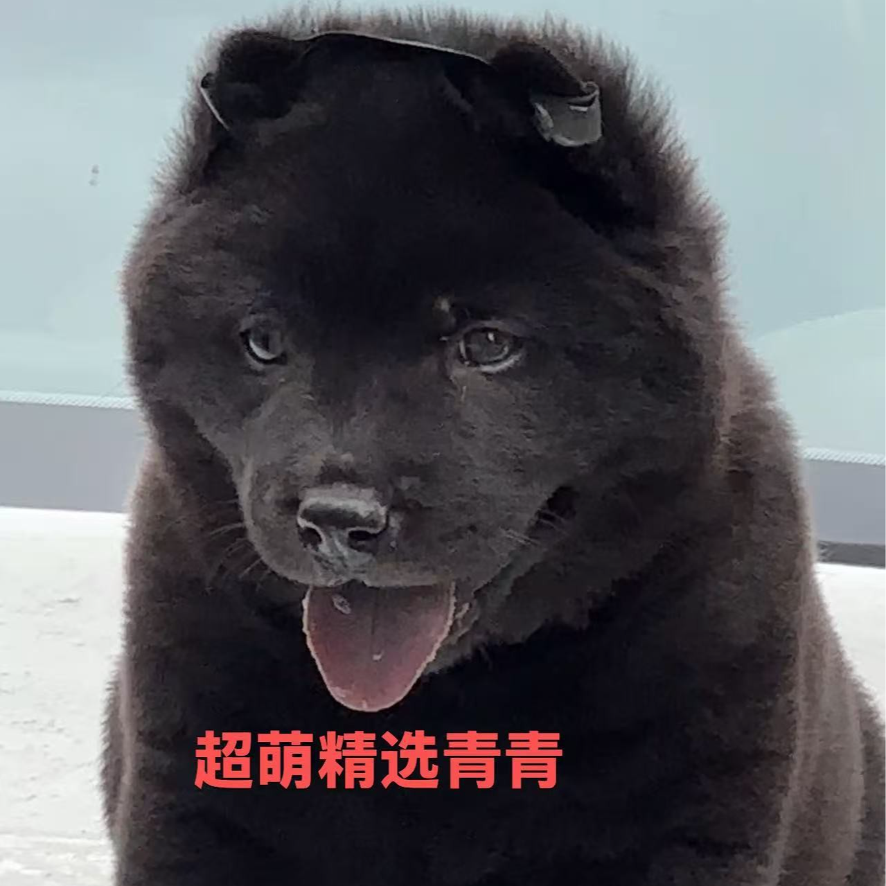 广东嘉琪中华田园犬五黑犬铁包金黄狗白面土狗