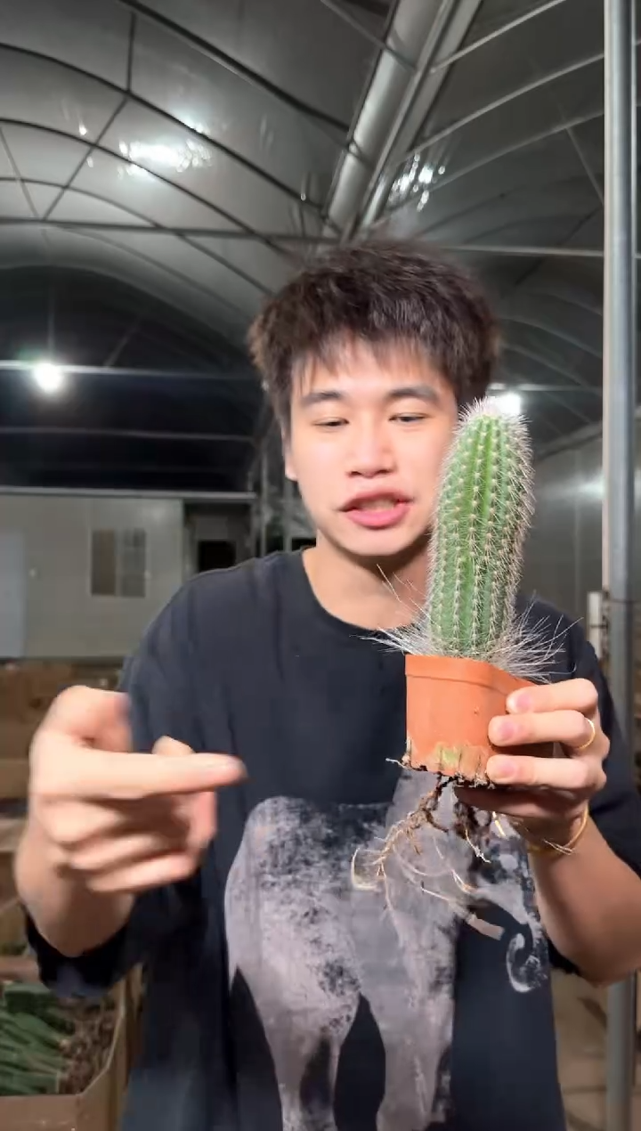 鹿角柱【实生根】高10-15cm