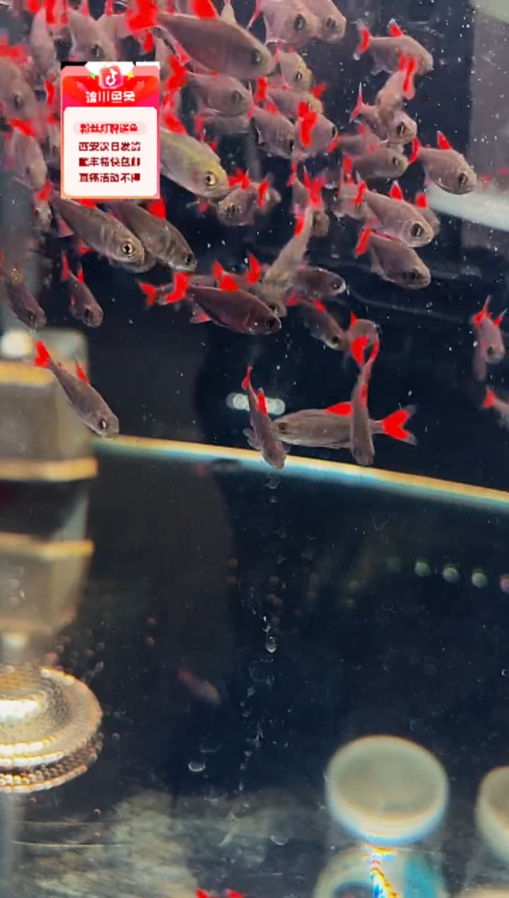 海水鱼6****64红灰太狼