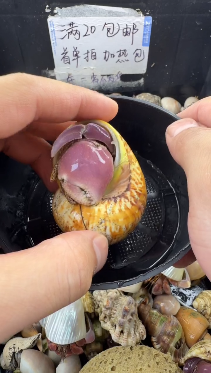 短腕一只，不包全品