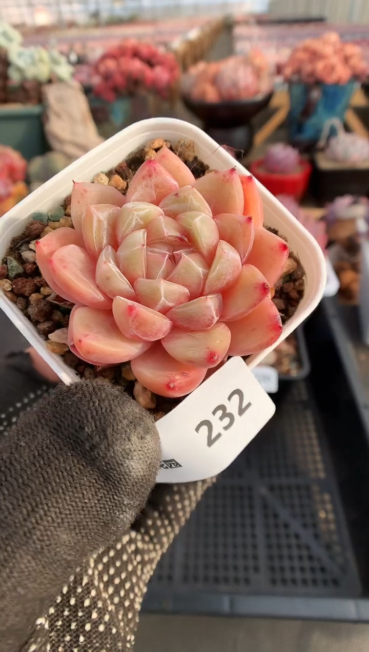 【闪购商品】232珍妮一物一拍