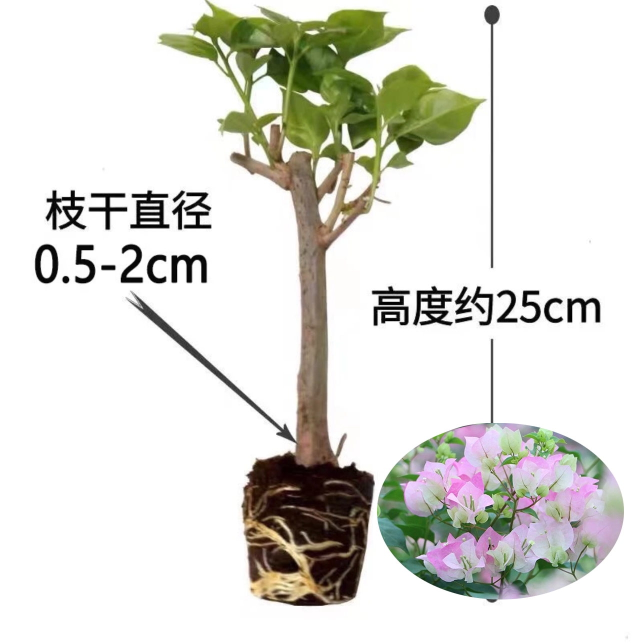 丹【买3送1】三角梅四季开花基地直发三角梅苗盆栽勤花爬藤阳台花卉