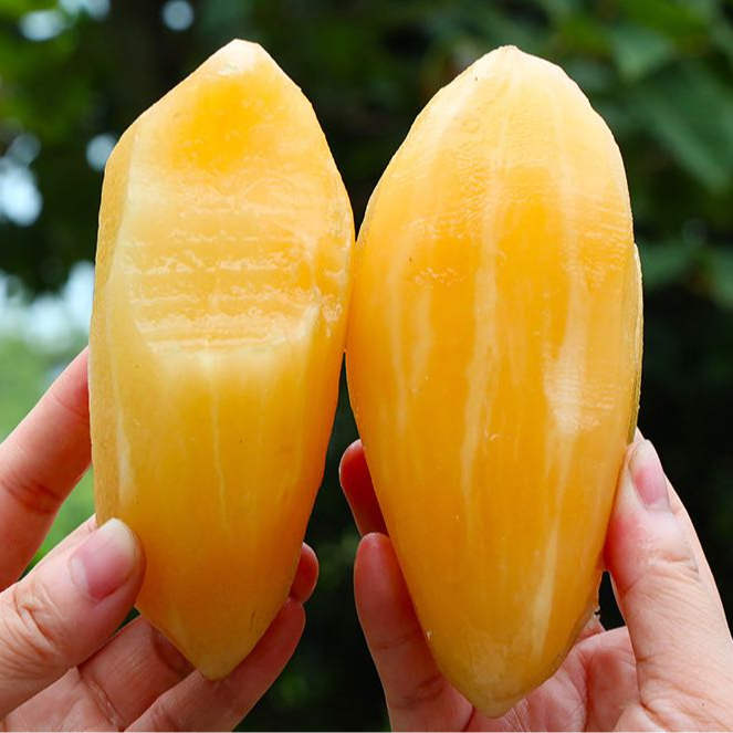 【新疆包邮】高原精品红泥种植雪莲果