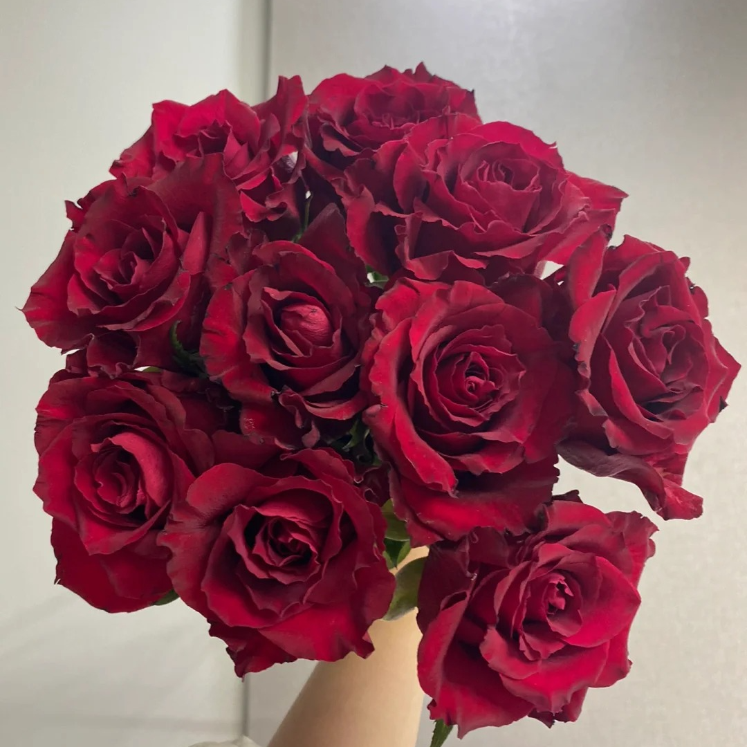 《如意》传奇 黑红玫瑰 三单京东 鲜花需要醒花摘叶 