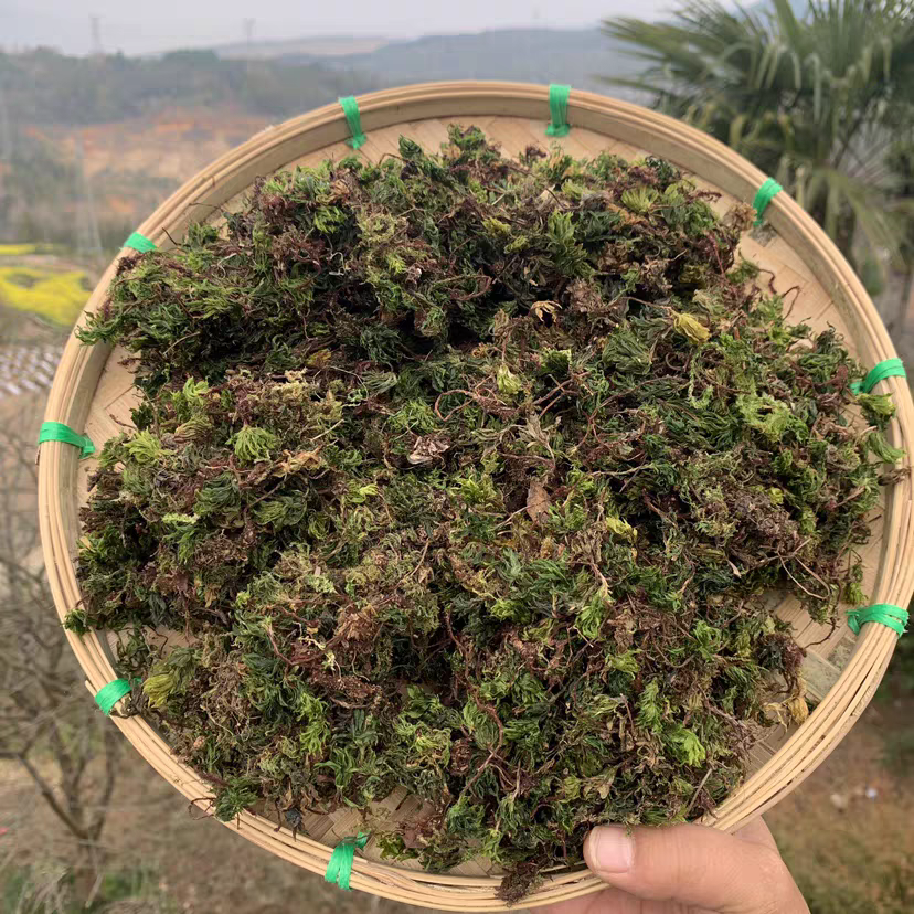 【回心草】回心草 云南山货下山