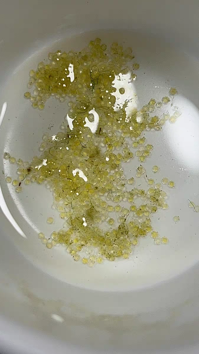 小型观赏鱼鱼卵多个品种混搭