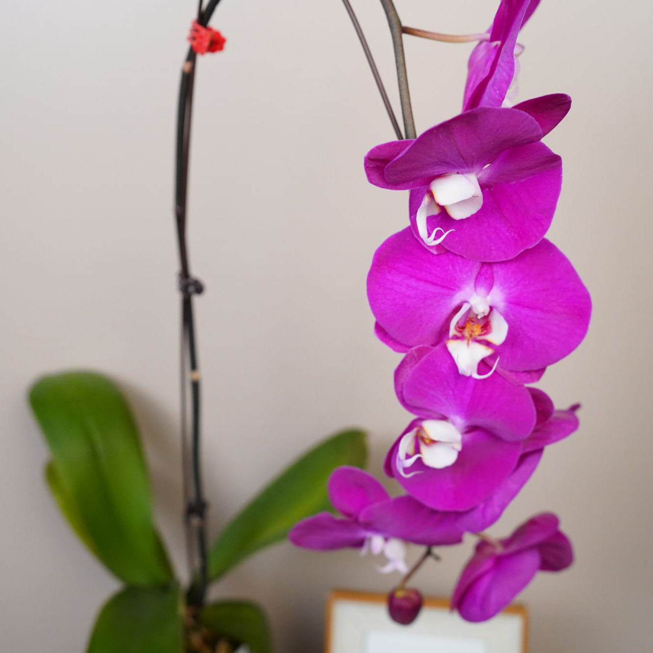 繁星里蝴蝶兰【青梅竹马】3.0寸全花开花珠发货