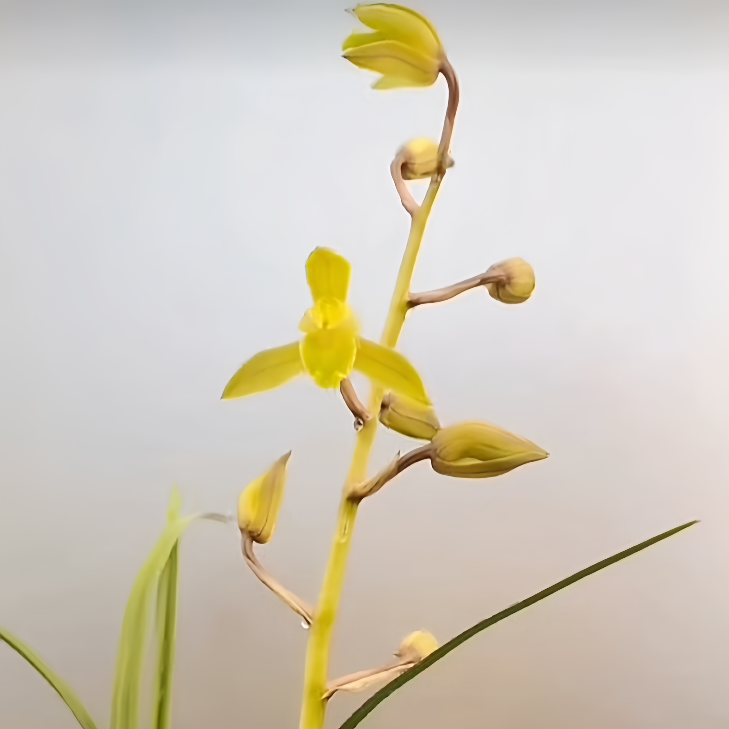 【蕙兰-赤玉】古道兰艺高山国兰 易养活无温室阳台养兰