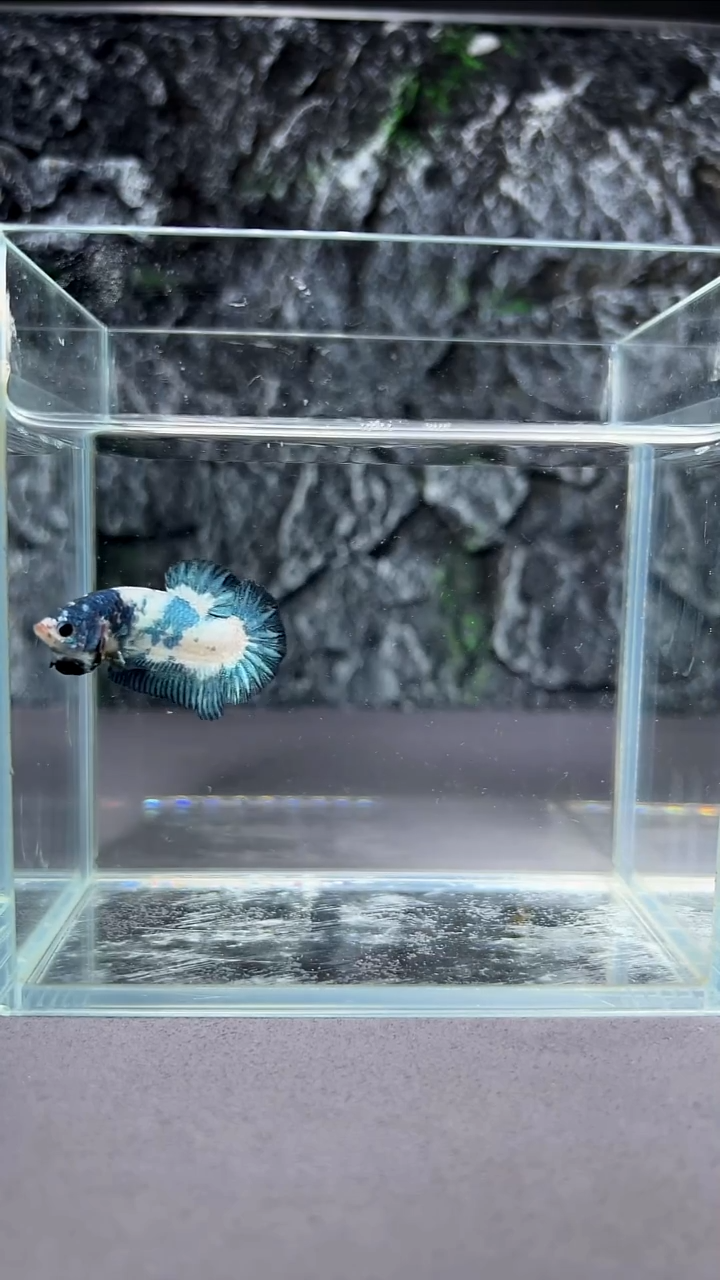 斗鱼斗鱼竞拍A073