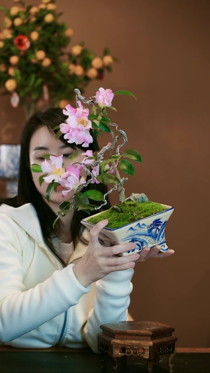 【闪购商品】盆景茶梅