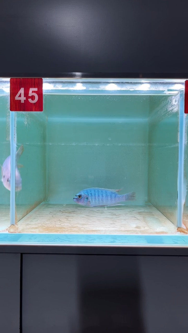 慈鲷鱼野生三湖慈鲷