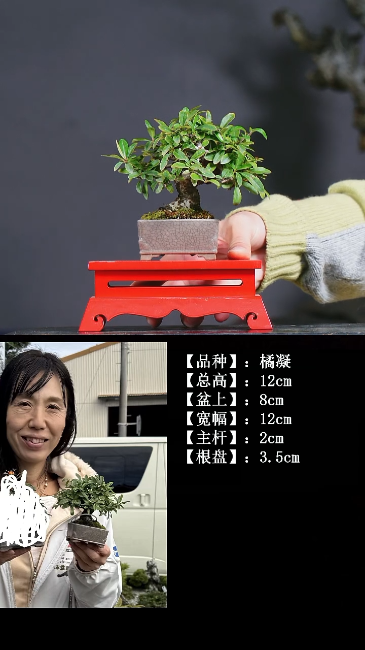 无花朵B411 橘凝 不包邮