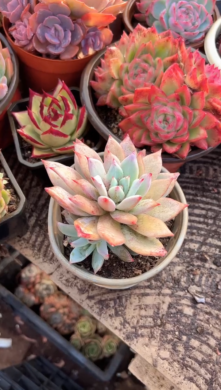 妙***角多肉植物一物一拍29248