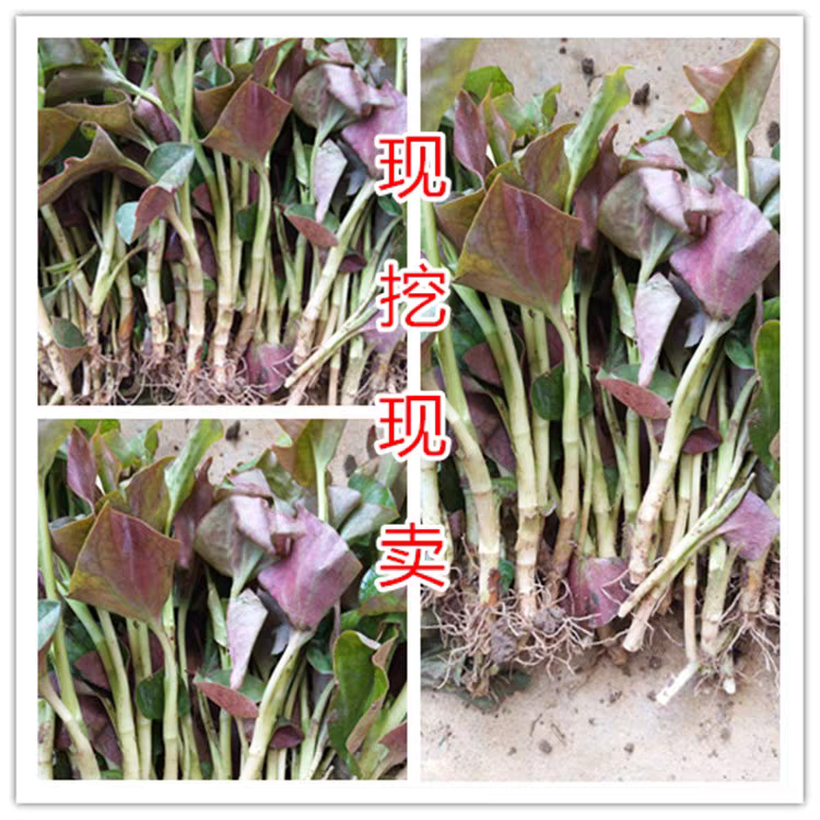 鱼腥草叶子，新鲜鱼腥草叶，现摘现发