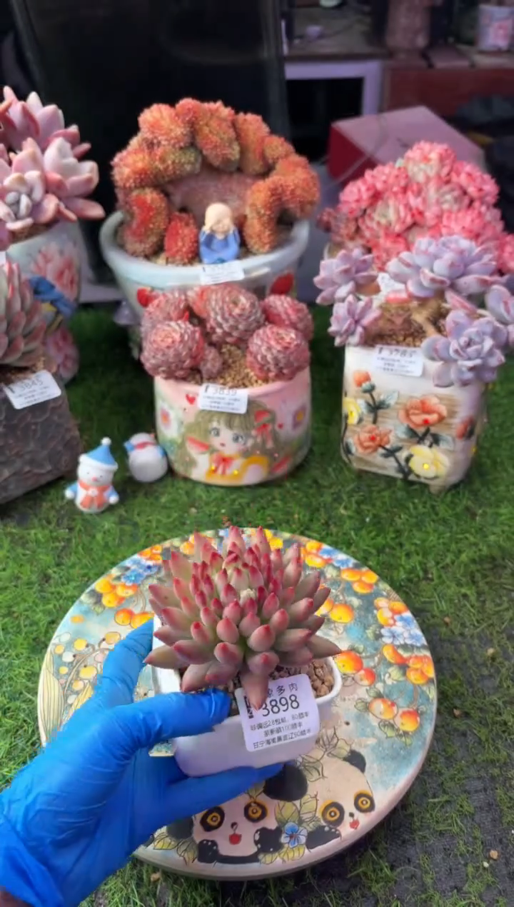 昆明印象多肉3898