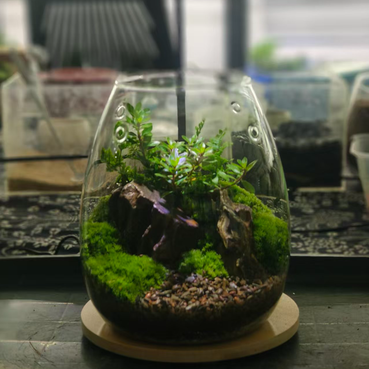 【微观奇遇记】尺寸：9*9cm懒人绿植生态瓶ins绿植不带灯微景观