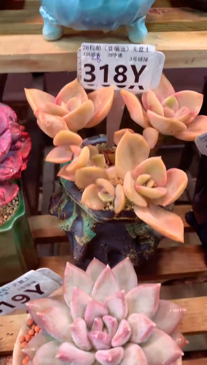 318Y（一物一拍，精品多肉，w所见即所得 ）