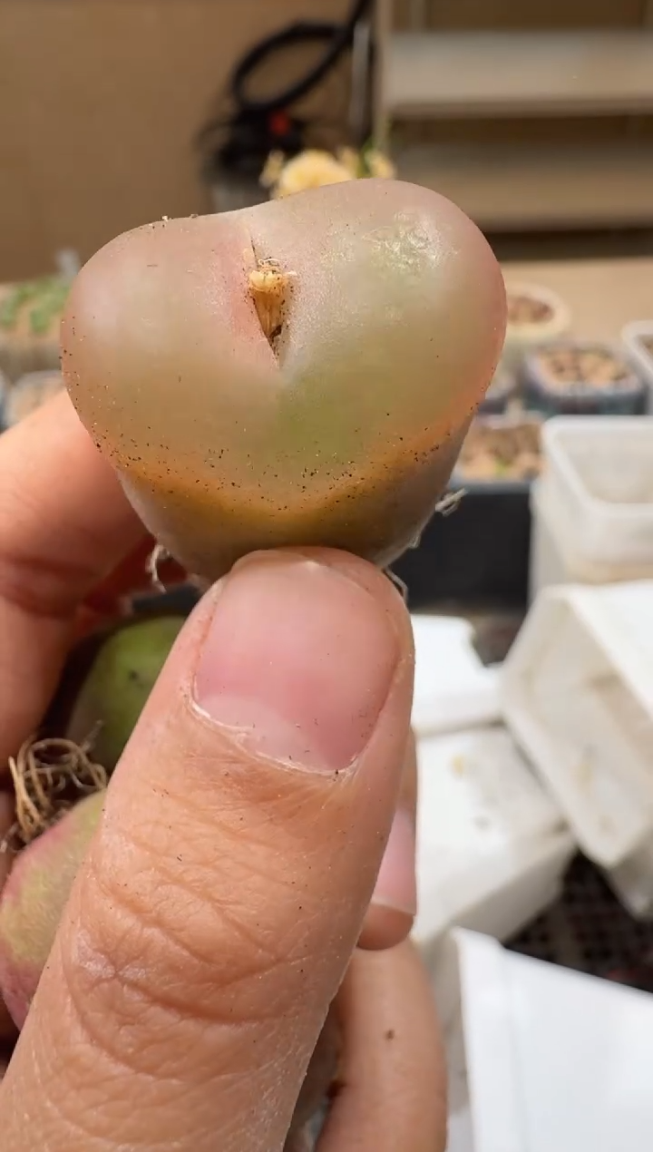 30-57多肉植物肉锥