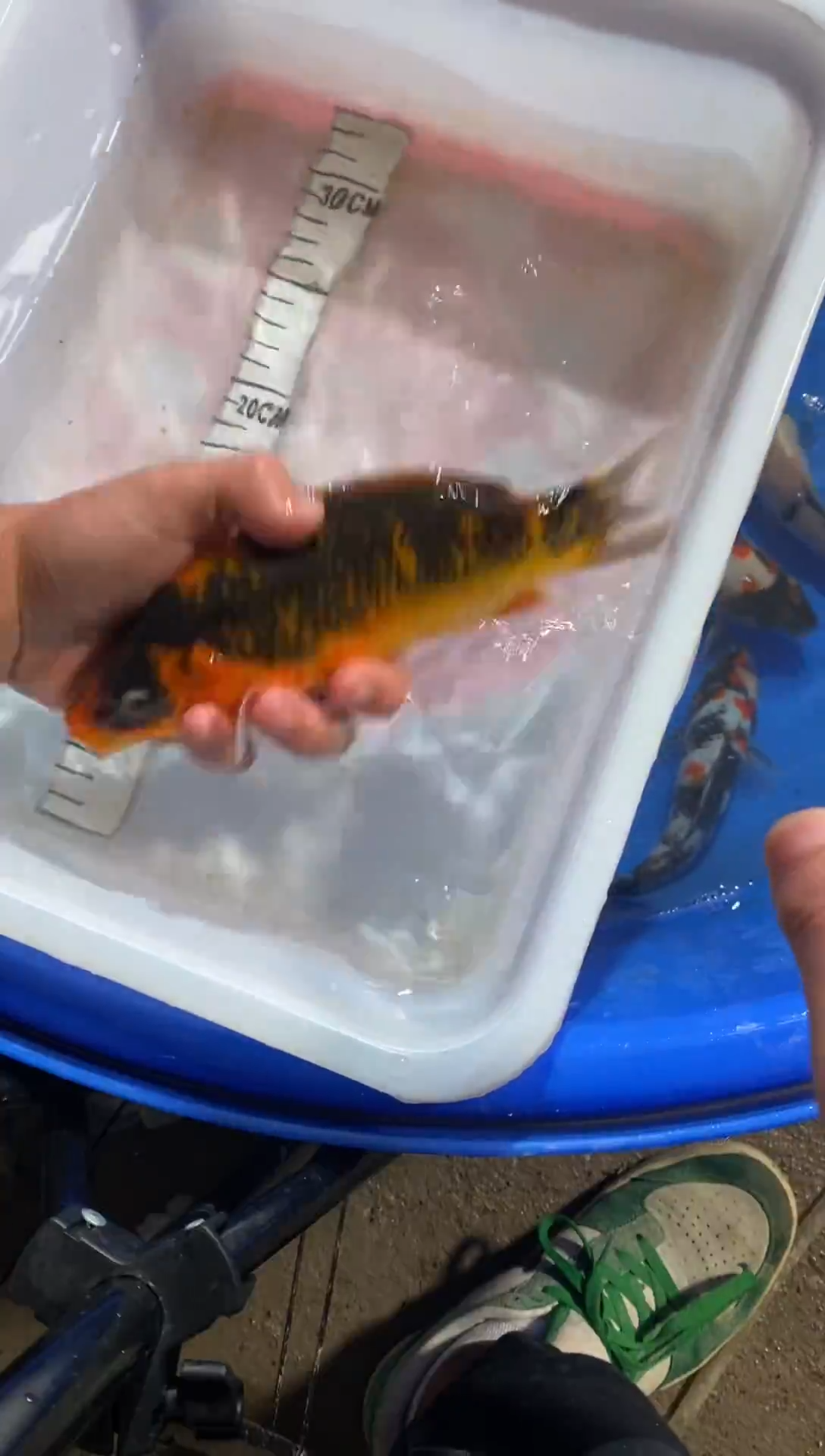 锦鲤锦鲤观赏鱼包邮