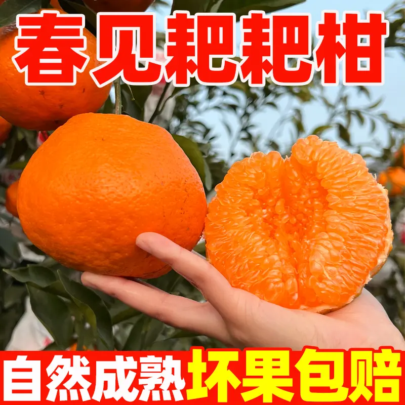 【正宗四川春见耙耙柑】新鲜当季水果粑粑柑橘整箱包邮批发价