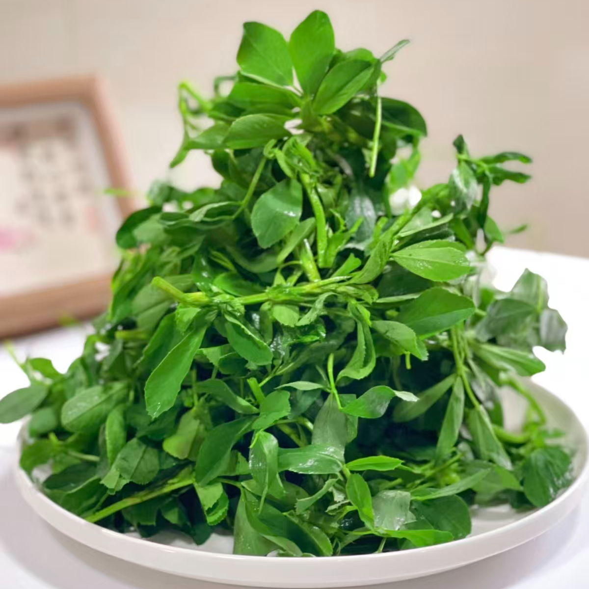 苜蓿尖锁鲜苜蓿尖一包249克