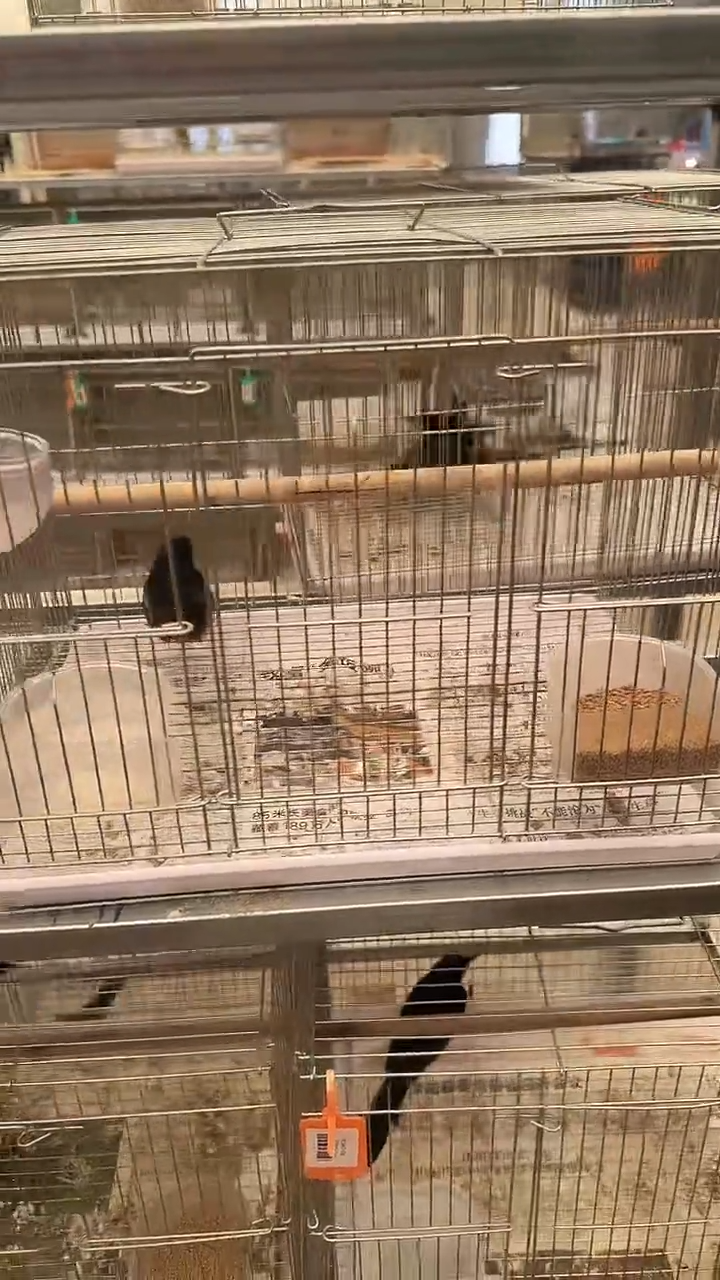 9号长尾养笼0元起拍