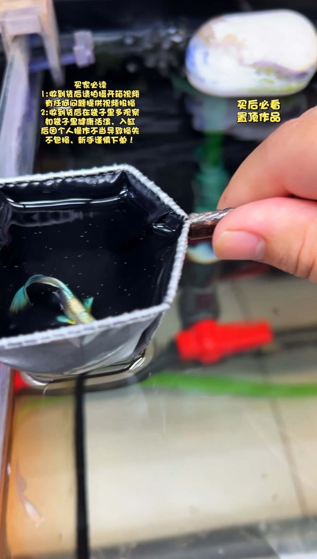 孔雀鱼无怨孔雀鱼