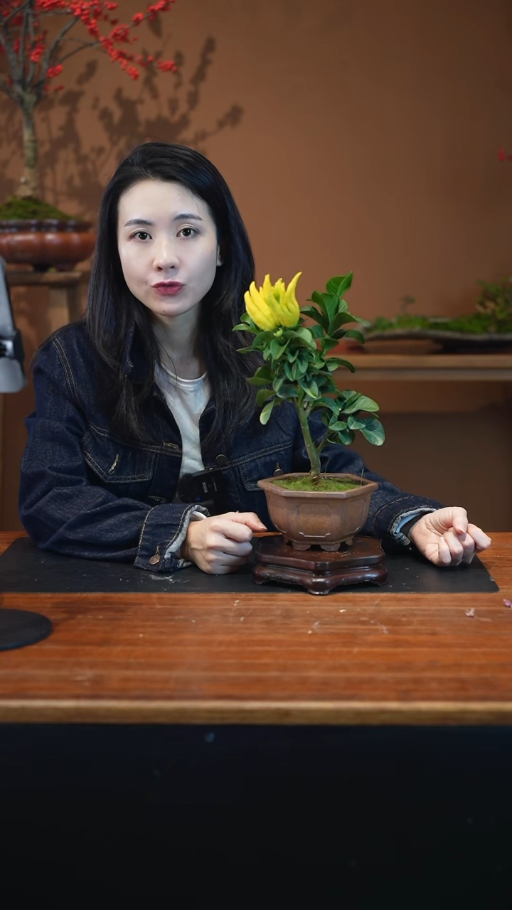 全部花朵佛手盆景盆景盆景