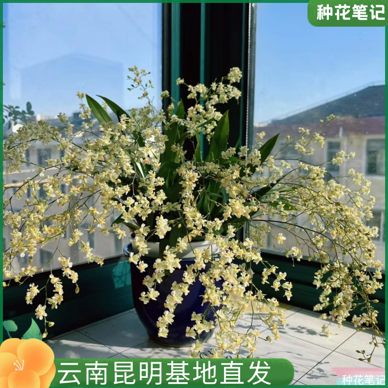 【10支+罗曼香梦香兰】梦香兰办公室室内阳台好养绿植基地直发