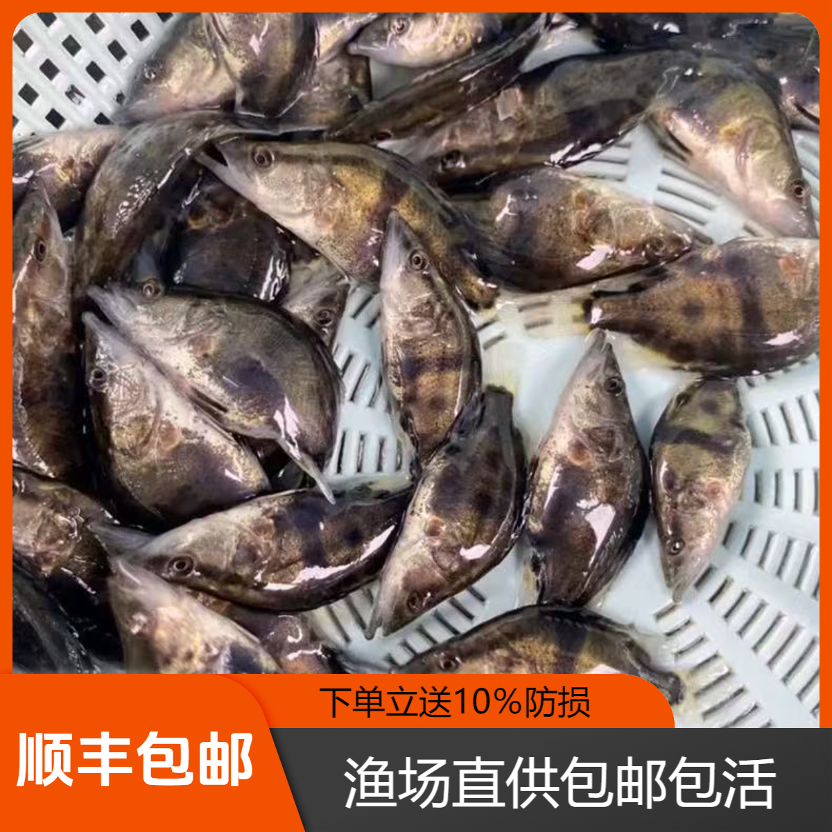 鳜鱼苗淡水养殖食用斑鳜特大号规格冷水观赏鱼批发贵桂鱼苗