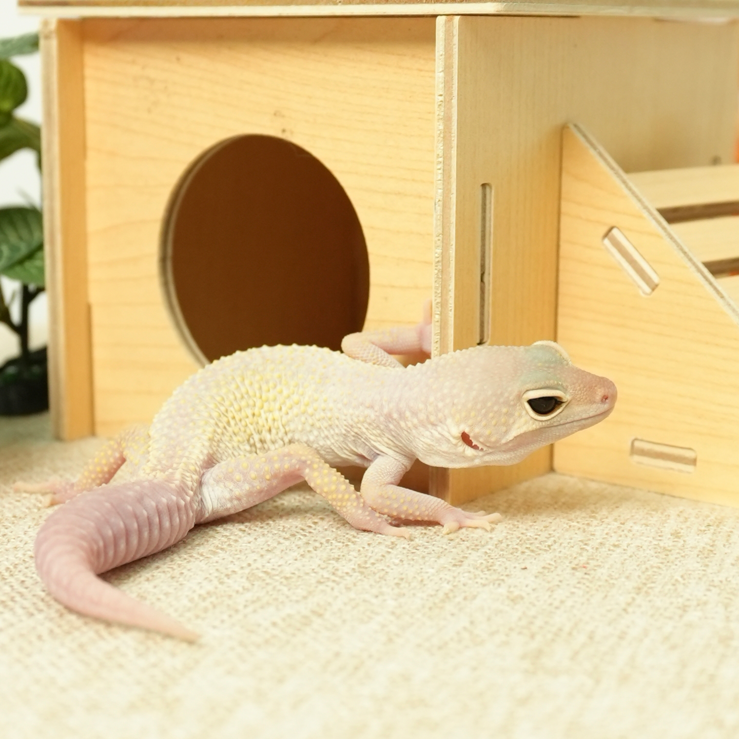 白化显直的大克数宝宝商品