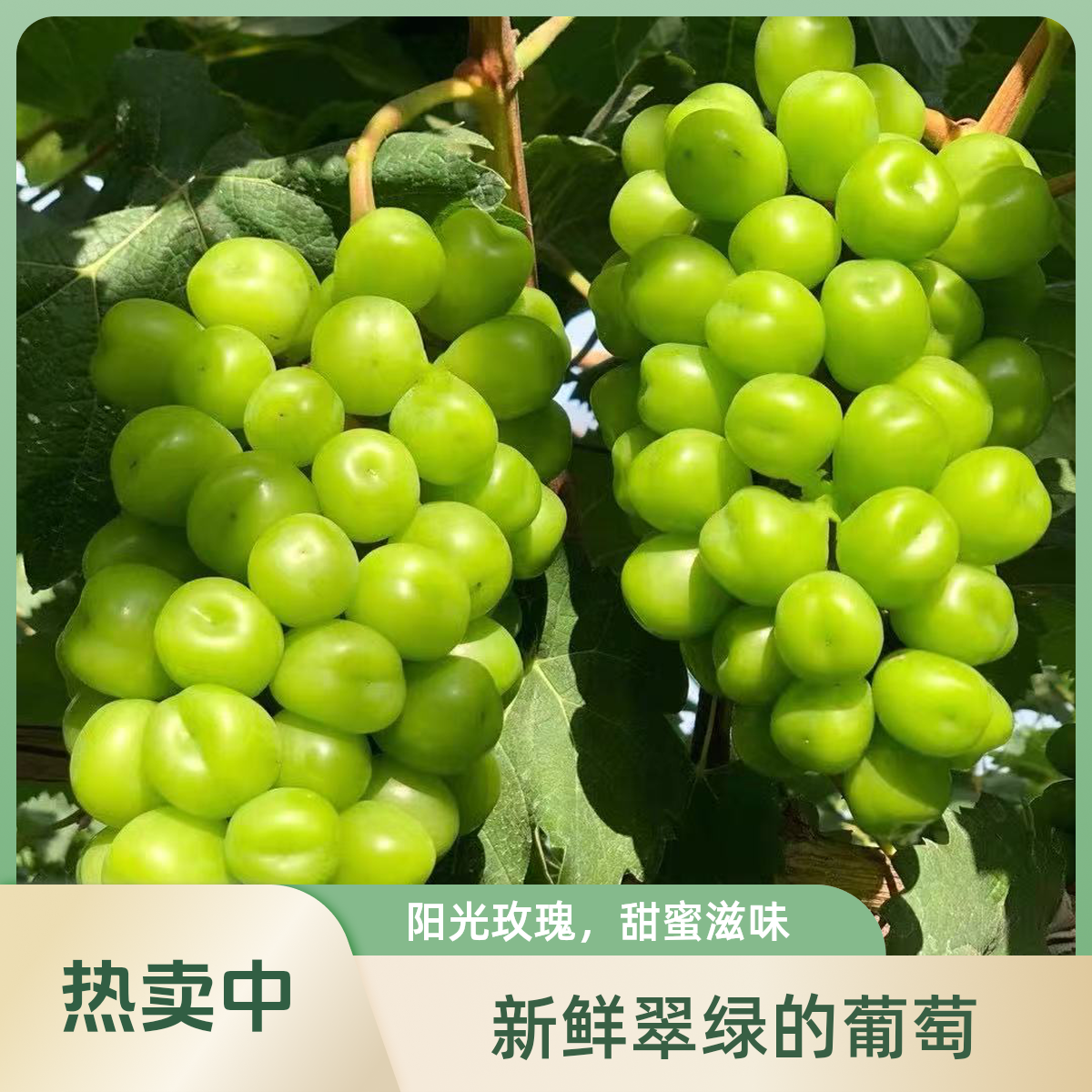 【顺丰次日达】阳光玫瑰新鲜葡萄晴王青提彩箱发当季水晶葡萄新鲜提子江苏省