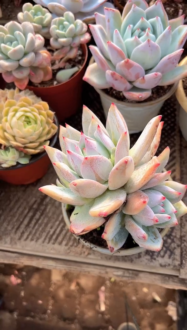 s***q多肉植物一物一拍11228