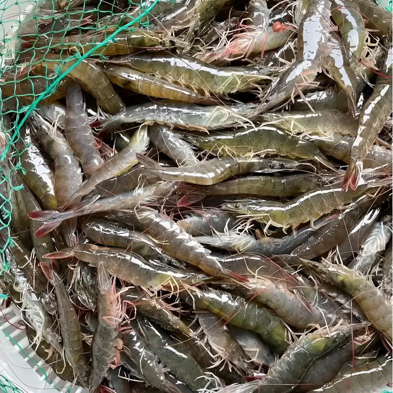 【45-50头】新鲜海洋盐田大虾活虾速冻锁鲜顺丰发货