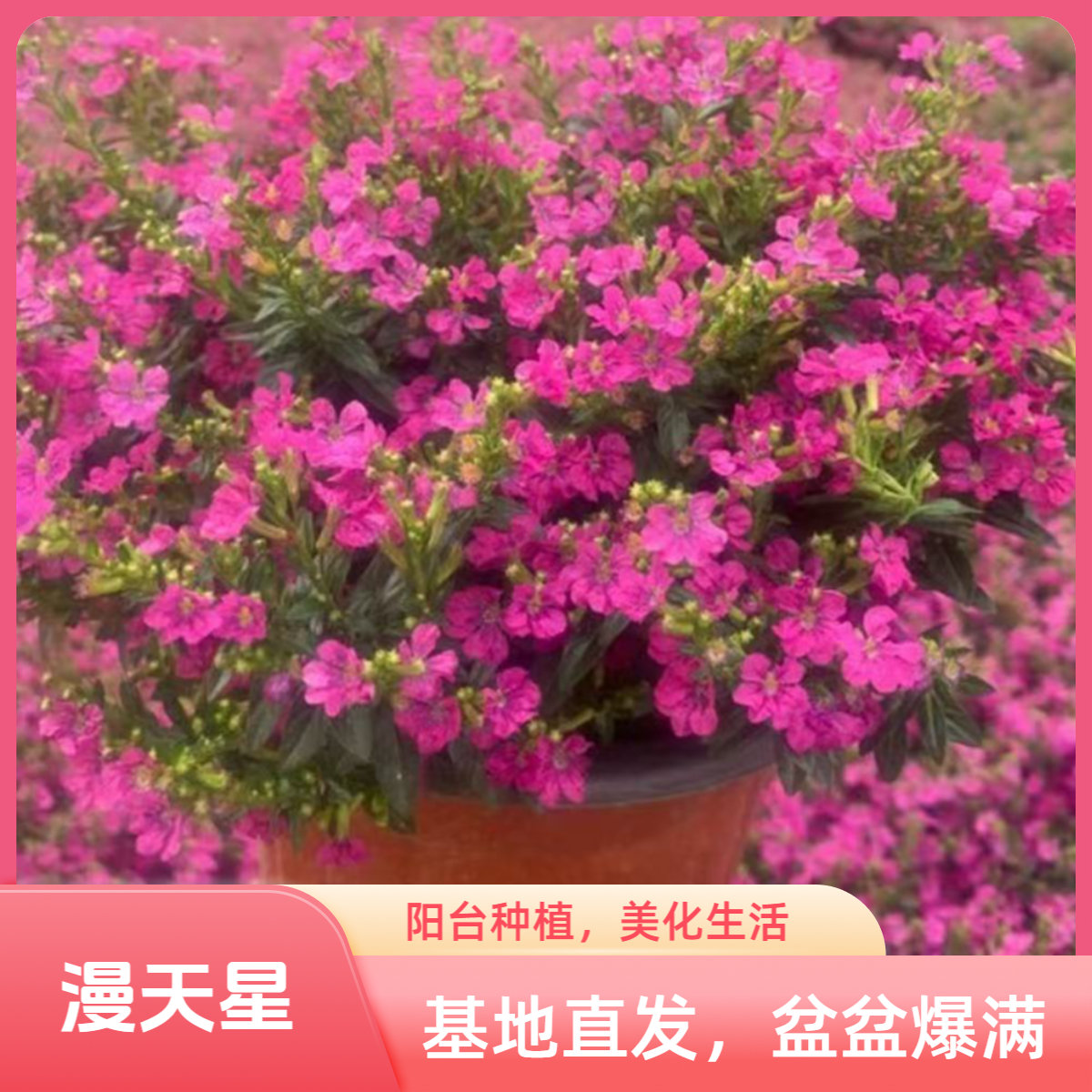 满天星盆栽室内植物带花绿植花苞四季阳台好养开花花卉小碎花花卉