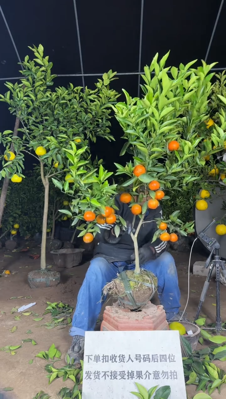 柑橘果树直播间 一物一拍